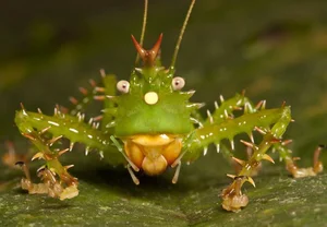 Nature’s Oddities: Top 8 Weirdest Animals Still Living on Earth Today - image 5