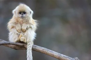 Nature’s Oddities: Top 8 Weirdest Animals Still Living on Earth Today - image 2