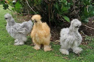 Nature’s Oddities: Top 8 Weirdest Animals Still Living on Earth Today - image 0