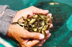 The Rare Seasonal Delicacy: Harvesting 'Heaven's Gift' for 600,000 VND a Basket - image 3