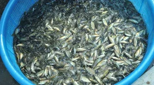 The Rare Seasonal Delicacy: Harvesting 'Heaven's Gift' for 600,000 VND a Basket - image 5