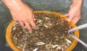 The Rare Seasonal Delicacy: Harvesting 'Heaven's Gift' for 600,000 VND a Basket - image 8