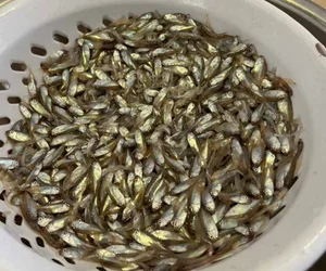 The Rare Seasonal Delicacy: Harvesting 'Heaven's Gift' for 600,000 VND a Basket - image 2