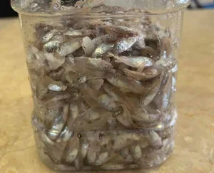 The Rare Seasonal Delicacy: Harvesting 'Heaven's Gift' for 600,000 VND a Basket - image 4