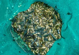 The Rare Seasonal Delicacy: Harvesting 'Heaven's Gift' for 600,000 VND a Basket - image 1