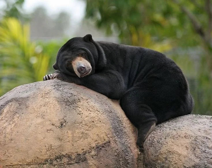 Discovering the Sun Bear: The World's Smallest Bear in Vietnam