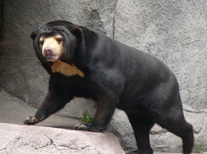 Discovering the Sun Bear: The World's Smallest Bear in Vietnam - image 1