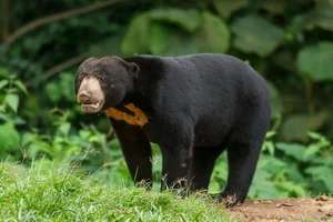 Discovering the Sun Bear: The World's Smallest Bear in Vietnam - image 6