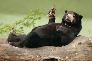 Discovering the Sun Bear: The World's Smallest Bear in Vietnam - image 3