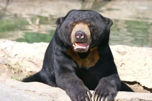 Discovering the Sun Bear: The World's Smallest Bear in Vietnam - image 7