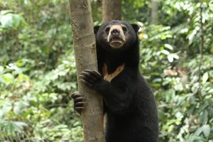 Discovering the Sun Bear: The World's Smallest Bear in Vietnam - image 5