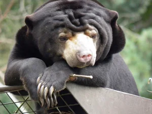 Discovering the Sun Bear: The World's Smallest Bear in Vietnam - image 4