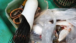 Traditional Stone Crab Hunting Secrets in Ca Mau - image 8