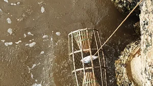 Traditional Stone Crab Hunting Secrets in Ca Mau - image 0