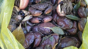 Traditional Stone Crab Hunting Secrets in Ca Mau - image 2