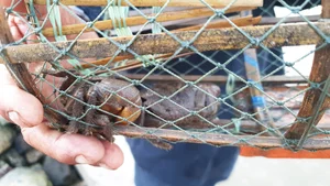 Traditional Stone Crab Hunting Secrets in Ca Mau - image 6