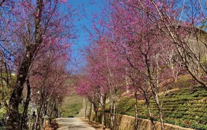 7 Breathtaking Destinations to Witness the Vibrant Beauty of Spring Flowers in Full Bloom - image 6