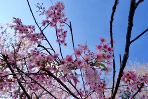 7 Breathtaking Destinations to Witness the Vibrant Beauty of Spring Flowers in Full Bloom - image 2