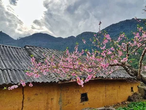 7 Breathtaking Destinations to Witness the Vibrant Beauty of Spring Flowers in Full Bloom - image 4