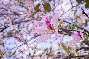 7 Breathtaking Destinations to Witness the Vibrant Beauty of Spring Flowers in Full Bloom - image 0