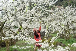 7 Breathtaking Destinations to Witness the Vibrant Beauty of Spring Flowers in Full Bloom - image 5