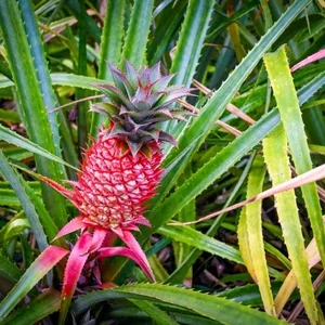 The World's Most Expensive Fruit: Why This Rare Pineapple Costs Over $400 - image 4