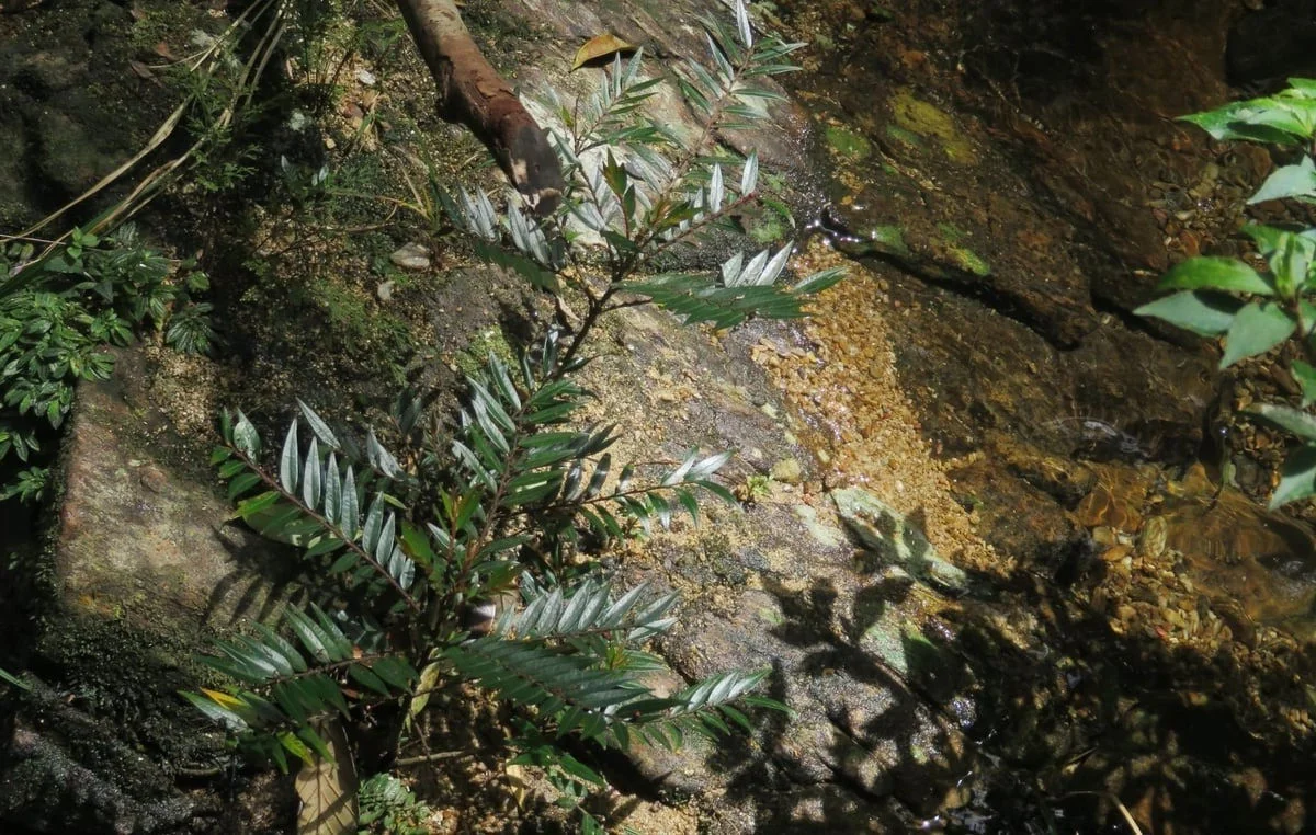 New Plant Species Discovered in Vietnam’s Phong Dien Nature Reserve
