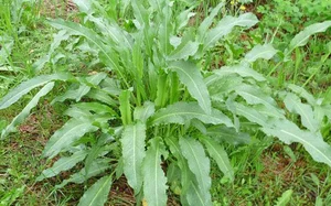 Discover the Wild Superfood Changing Modern Healthy Eating Habits - image 2