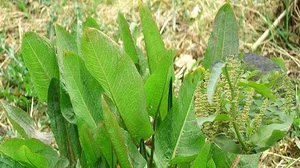 Discover the Wild Superfood Changing Modern Healthy Eating Habits - image 1