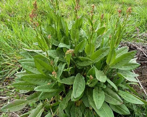 Discover the Wild Superfood Changing Modern Healthy Eating Habits - image 0