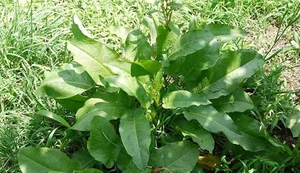 Discover the Wild Superfood Changing Modern Healthy Eating Habits - image 4