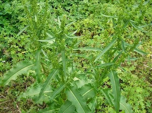 Discover the Wild Superfood Changing Modern Healthy Eating Habits - image 6