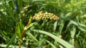 Discover the Wild Superfood Changing Modern Healthy Eating Habits - image 5