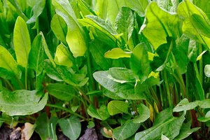 Discover the Wild Superfood Changing Modern Healthy Eating Habits - image 3