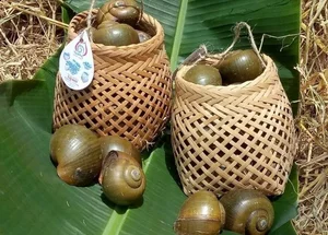 8 Must-Try Specialties of Dong Thap: Discovering Mekong Delta Flavors - image 5