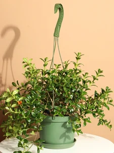 The Lucky Goldfish Plant: Affordable Houseplant to Attract Wealth - image 5