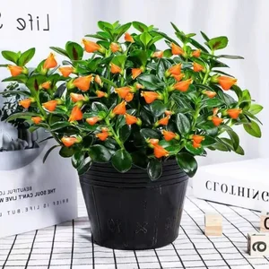 The Lucky Goldfish Plant: Affordable Houseplant to Attract Wealth - image 3