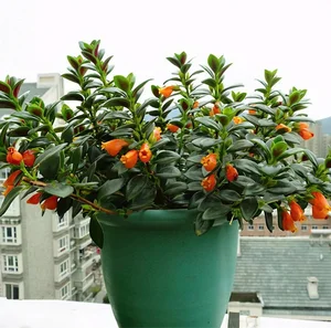 The Lucky Goldfish Plant: Affordable Houseplant to Attract Wealth - image 8