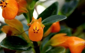 The Lucky Goldfish Plant: Affordable Houseplant to Attract Wealth - image 1
