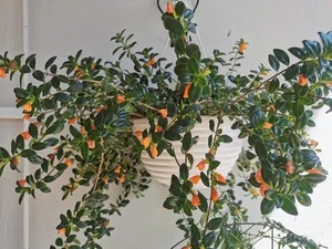 The Lucky Goldfish Plant: Affordable Houseplant to Attract Wealth - image 6