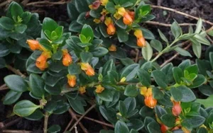 The Lucky Goldfish Plant: Affordable Houseplant to Attract Wealth - image 2