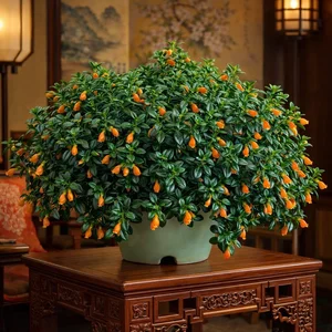 The Lucky Goldfish Plant: Affordable Houseplant to Attract Wealth - image 7