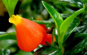 The Lucky Goldfish Plant: Affordable Houseplant to Attract Wealth - image 0