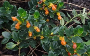 The Lucky Goldfish Plant: Affordable Houseplant to Attract Wealth - image 4