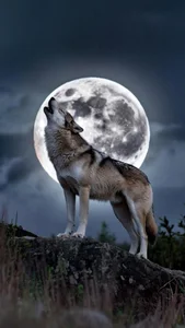 560+ Mystical Lone Wolf Wallpapers for Desktop and Mobile - image 1