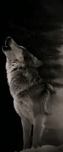 560+ Mystical Lone Wolf Wallpapers for Desktop and Mobile - image 9