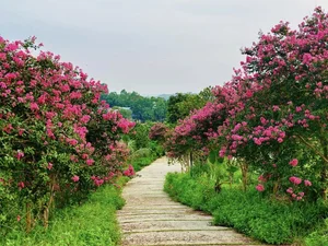 Leaving the City Behind: A Middle-Aged Couple’s Stunning 2-Hectare Garden Oasis - image 0