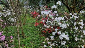 Leaving the City Behind: A Middle-Aged Couple’s Stunning 2-Hectare Garden Oasis - image 6