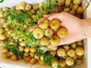 The Evolution of Muối Lạc: From Traditional Vietnamese Comfort Food to a Premium Gourmet Specialty - image 1