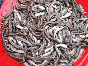 Discover the Unique Walking Fish of Thanh Hoa: A Rare and Delicious Vietnamese Delicacy - image 1